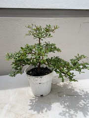 Terminalia molinetii