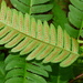 Goldie's Wood Fern - Photo (c) Bill Crins, some rights reserved (CC BY-NC), uploaded by Bill Crins