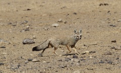 Vulpes bengalensis