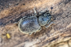 Otiorhynchus juvencus