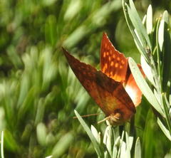 Charaxes varanes varanes