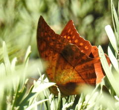 Charaxes varanes varanes