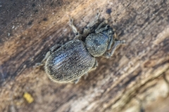 Otiorhynchus juvencus