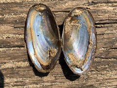 Anodonta oregonensis