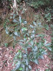 Peddiea africana