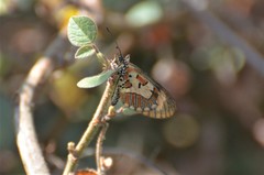 Acraea goetzei