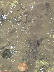 Hypentelium nigricans