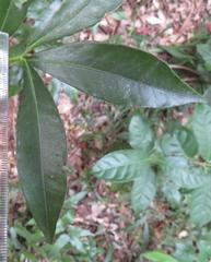 Peddiea africana