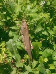 Anacridium aegyptium