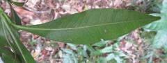 Peddiea africana