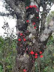 Cattleya mantiqueirae