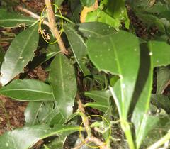 Peddiea africana