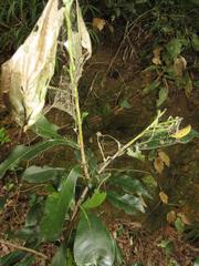 Peddiea africana