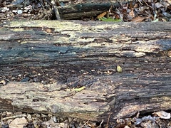 Chlorosplenium chlora