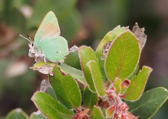 Callophrys dumetorum