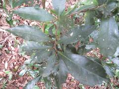 Peddiea africana