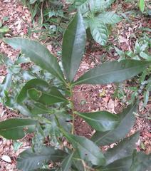 Peddiea africana