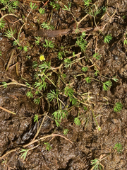 Ranunculus gmelinii