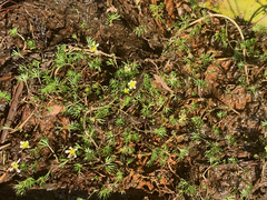 Ranunculus gmelinii