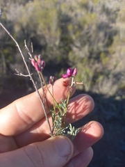 Indigofera complicata