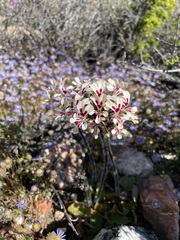 Pelargonium moniliforme