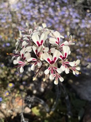 Pelargonium moniliforme