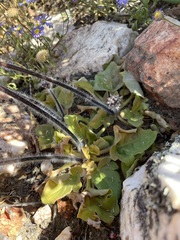 Pelargonium moniliforme