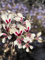 Pelargonium moniliforme