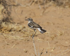 Saxicola macrorhynchus