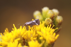 Cisthene liberomacula