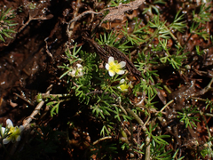 Ranunculus gmelinii