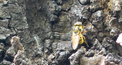 Callicera