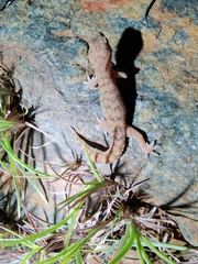 Hemidactylus reticulatus