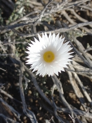 Helichrysum lancifolium