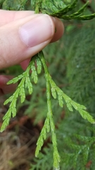 Thuja plicata