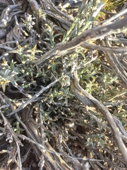 Helichrysum lancifolium