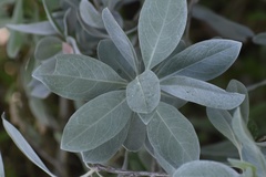 Conocarpus erectus sericeus