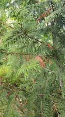 Thuja plicata