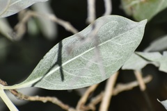 Conocarpus erectus sericeus