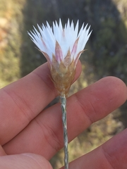 Helichrysum lancifolium