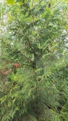 Thuja plicata
