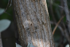 Conocarpus erectus sericeus