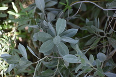 Conocarpus erectus sericeus