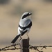 Great Gray Shrike - Photo (c) Mikael Bauer, some rights reserved (CC BY-NC), uploaded by Mikael Bauer