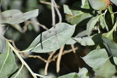 Conocarpus erectus sericeus