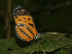 Heliconius hecale sisyphus