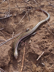Plestiodon skiltonianus skiltonianus