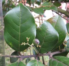 Cassinopsis tinifolia