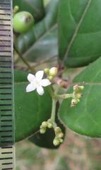 Cassinopsis tinifolia