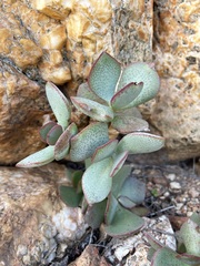Crassula arborescens